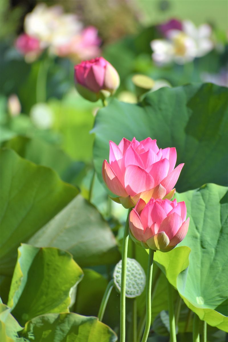 Pink lotus flowers in bloom above broad green leaves